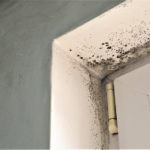 Toxic,Black,Mold,Growth.,Damp,Water-damaged,Building