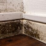Indoor,Mold,Close-up,Showing,Black,Mildew,On,Wall,Baseboard,And