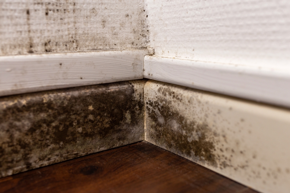 Indoor,Mold,Close-up,Showing,Black,Mildew,On,Wall,Baseboard,And